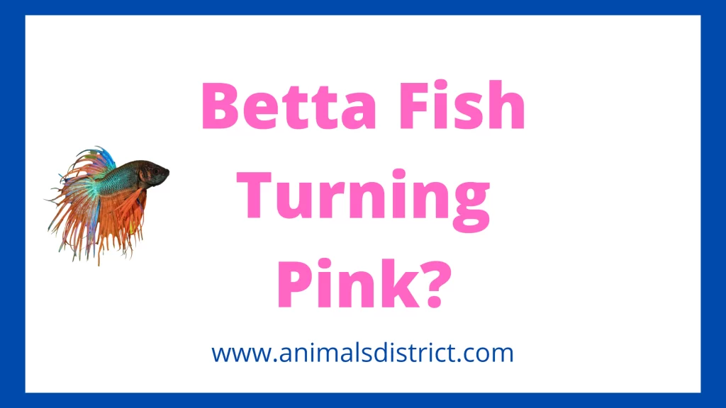 Betta Fish Turning Pink