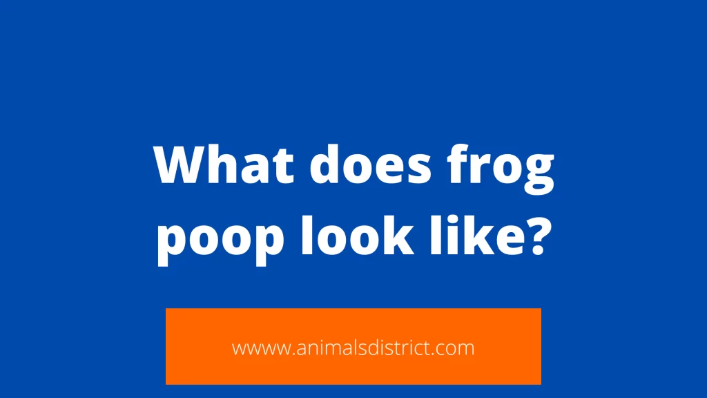 What does frog poop look like?