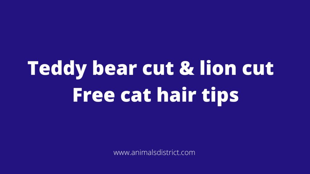 Teddy bear cut lion cut Free cat hair tips Animals District
