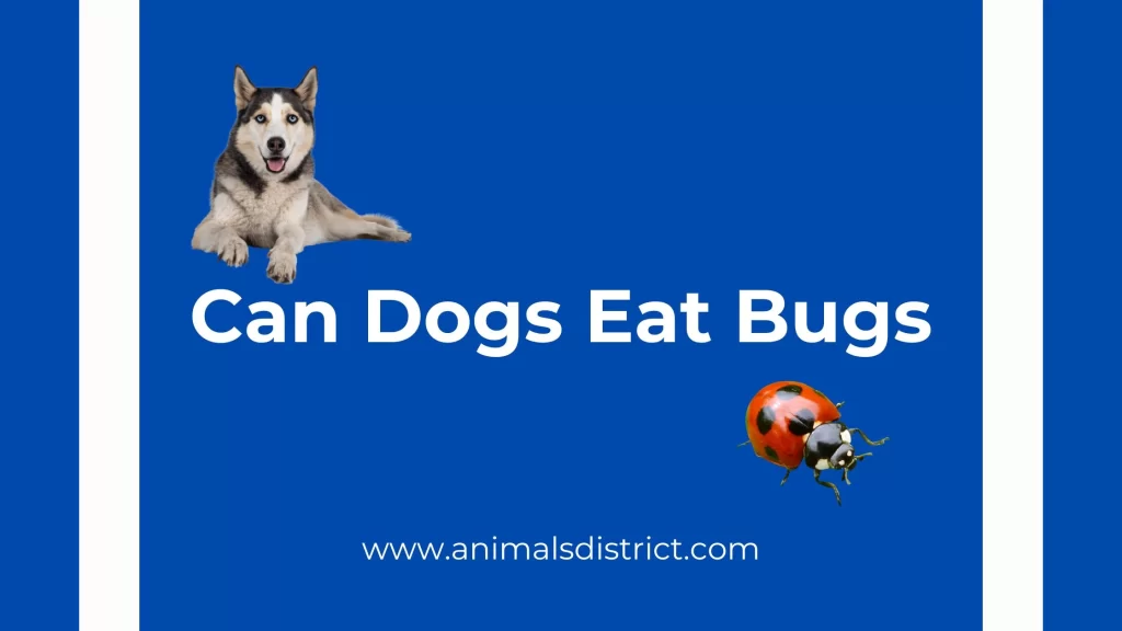 can dogs eat bugs?