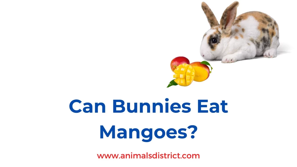 can bunnies eat mangoes? - animalsdistrict.com