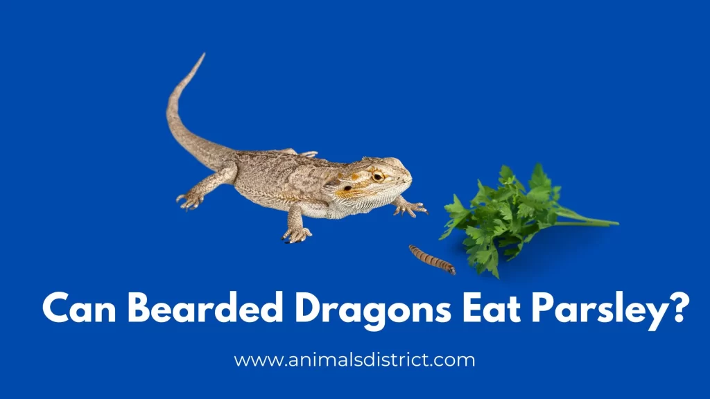 Can bearded dragons Eat Parsley?