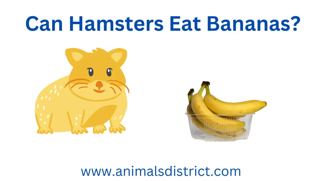 Can Hamsters Eat Bananas