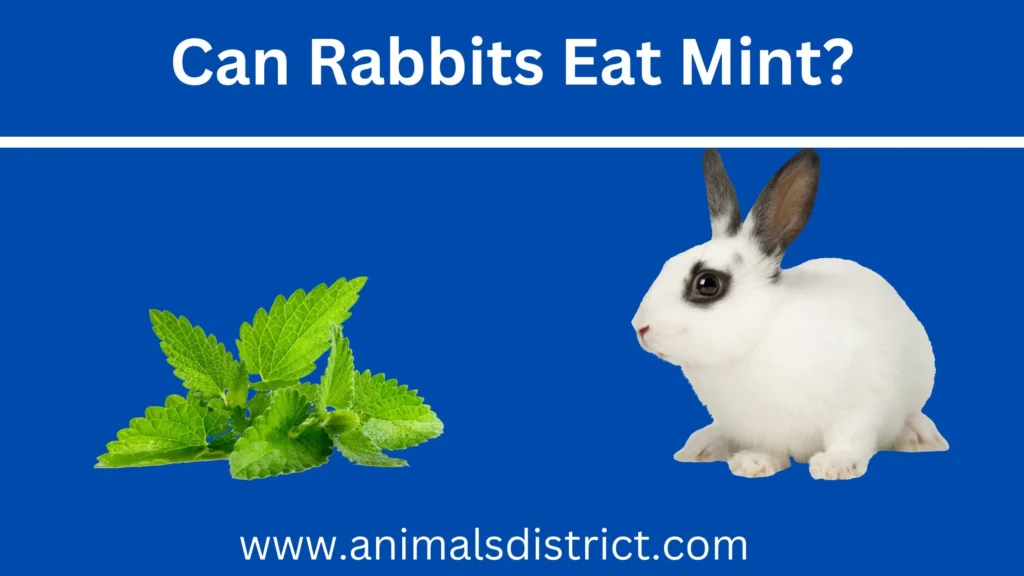 Can rabbits eat mint