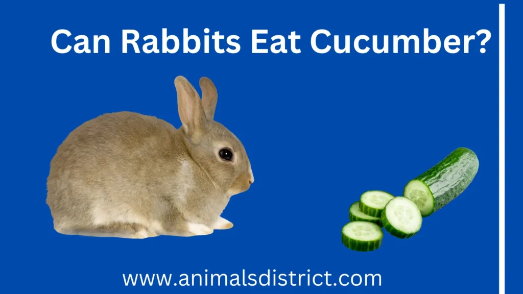 Can Rabbits Eat Cucumber