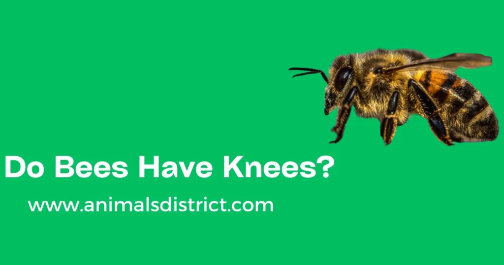 Do Bees Have Knees