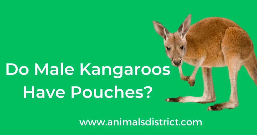 Do Male Kangaroos Have Pouches