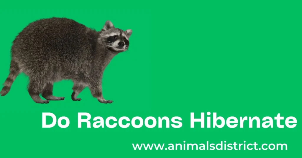 Do Raccoons Hibernate