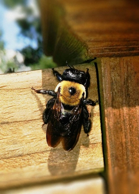 Do Carpenter Bees Make Honey
