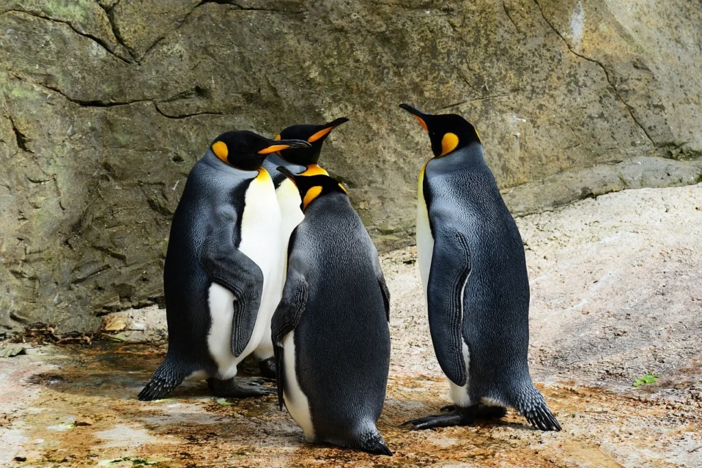 How Tall Are Penguins