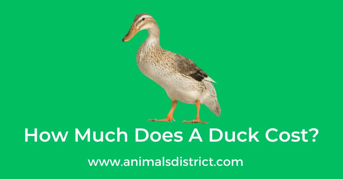 How Much Does A Duck Cost