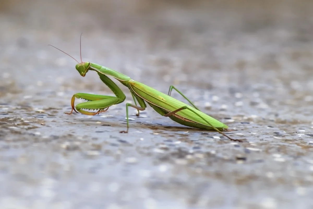 Do Praying Mantis Fly