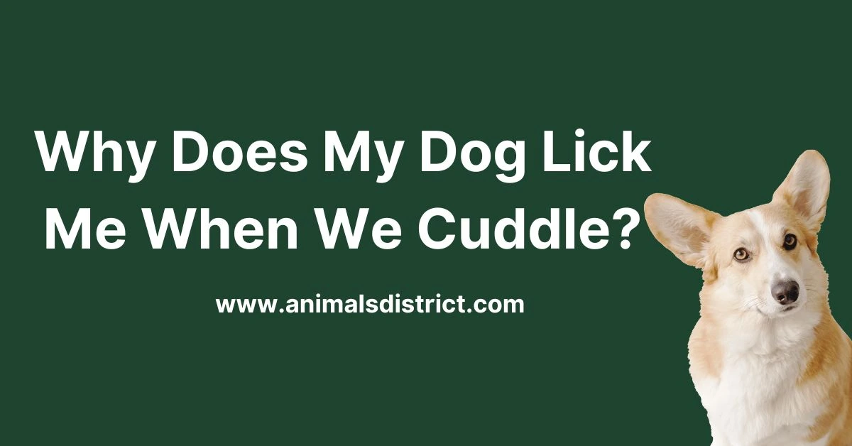 Why Does My Dog Lick Me When We Cuddle